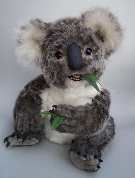 Little Koala